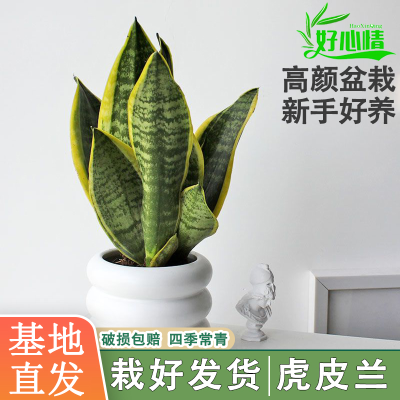 金边虎皮兰盆栽绿植高矮脚室内大盆栽虎尾兰裸苗客厅植物水培花卉 - 图0