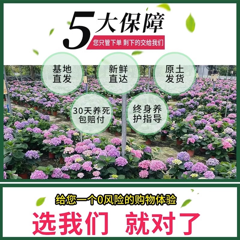 进口绣球花苗花卉盆栽无尽夏四季开花室内院好养易活大花花卉植物 - 图2