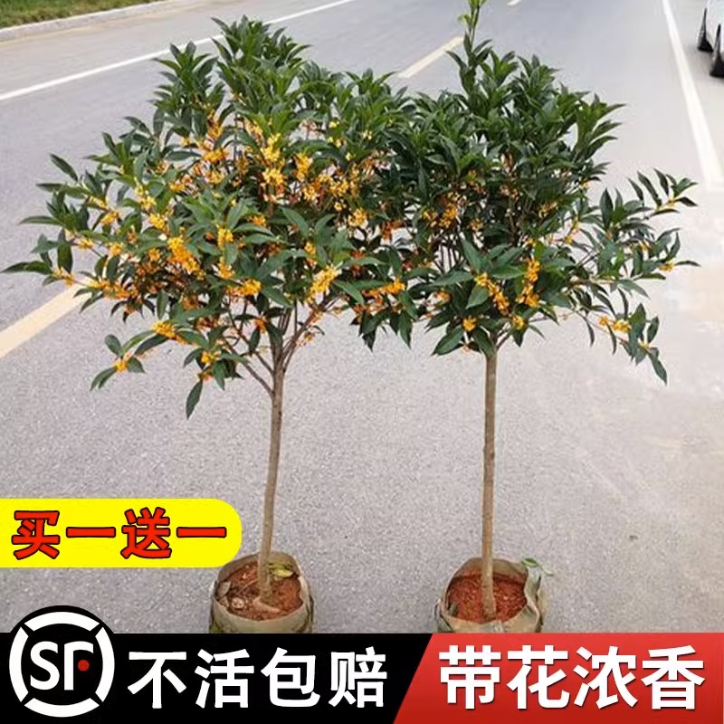 桂花树苗四季桂花盆栽八月桂金桂大树地栽开花浓香丹桂庭院好养活 - 图1