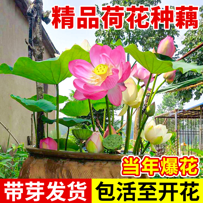 观赏荷花藕种盆栽水养花卉缸栽莲花莲藕苗睡莲碗莲鱼池塘水生植物 - 图1