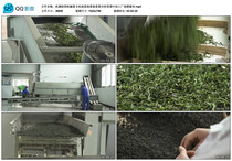 Machine Made Tea Machinery Tea Culture Tea Culture Tea Green Tea Tea Fields Transcript Tea Processing Factory Video Material