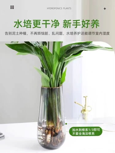 水培天堂鸟室内常青鹤望兰绿植耐寒植物客厅桌面好养花卉轻奢 - 图0