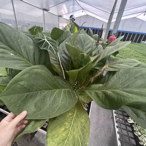 聚宝盆大叶绿植客厅招财水培鸟巢花烛室内好养花卉发财树植物 - 图3