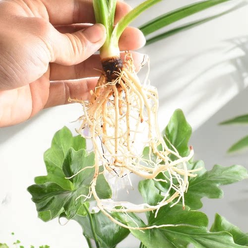 龙鳞春羽水培绿植盆栽室内花卉四季常青好养易活龟背竹观叶植物 - 图0