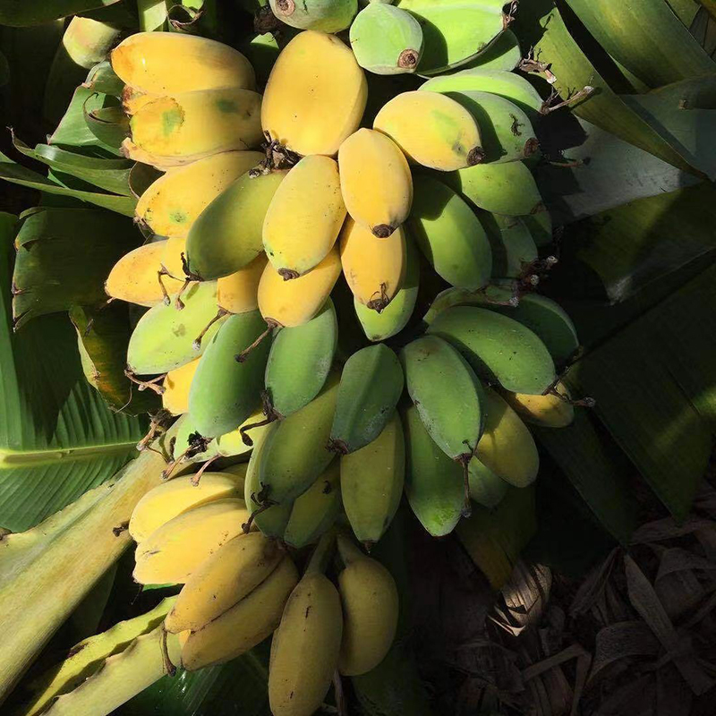 西贡蕉广东小米蕉自然熟粉蕉新鲜海南正宗苹果蕉粉香蕉香糯甜香蕉-图2