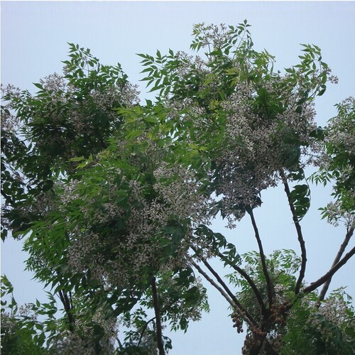 苦楝树苗庭院绿化行道风景树苗楝树楝枣苦楝树厂区绿化风景树苗 - 图0