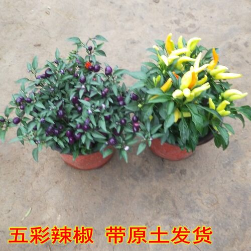 可食用椒盆栽带果发货可食用椒树苗阳台盆栽朝天椒可食用辣椒五彩 - 图0