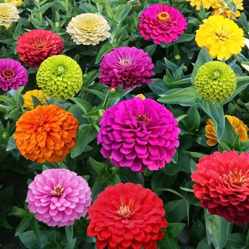 波斯菊花种子野花组合四季易活开花庭院阳台花卉种籽百日草格桑花 - 图0