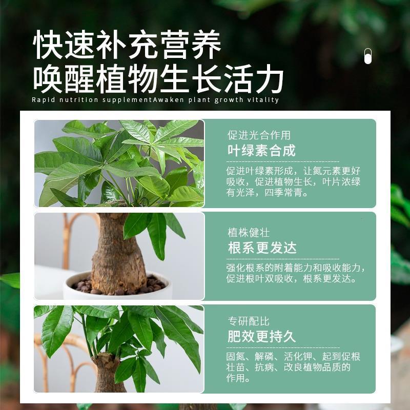 发财树营养液室内专用肥叶子发黄落叶盆栽绿植水培植物通用型花肥 - 图3