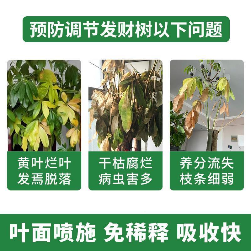 发财树营养液室内专用肥叶子发黄落叶盆栽绿植水培植物通用型花肥 - 图0