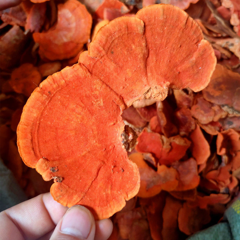 同仁堂中药材牛樟芝正宗云南深山纯野生牛樟芝红栓菌红樟芝血灵芝-图1