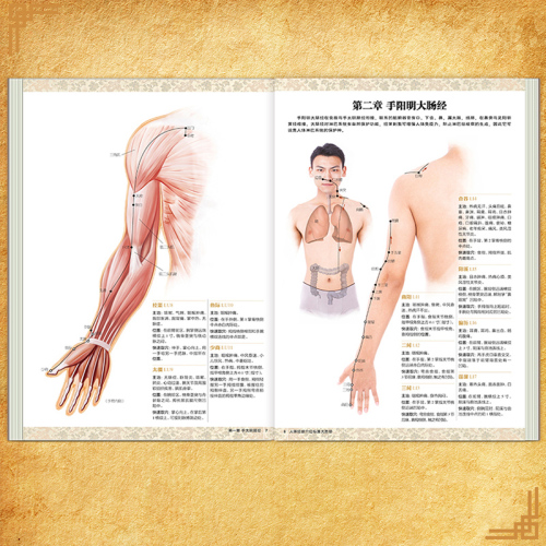 正版人体经络穴位标准大图册超清晰人体经络穴位图解书人体穴位图解大全中医按摩经络穴位书籍经络穴位按摩大全养生书正版