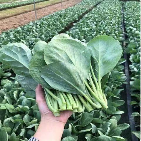顺丰包邮芥蓝菜新鲜芥兰菜甜芥蓝农家露天种植蔬菜新鲜当季菜,淘宝优惠券,粉丝福利购,淘宝优惠卷