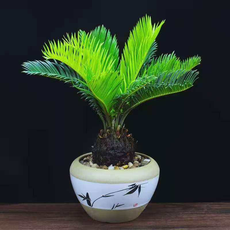 铁树盆栽苏铁盆景办公室内客厅花卉阳台四季常青好养植物桌面绿植,淘宝优惠券,粉丝福利购,淘宝优惠卷