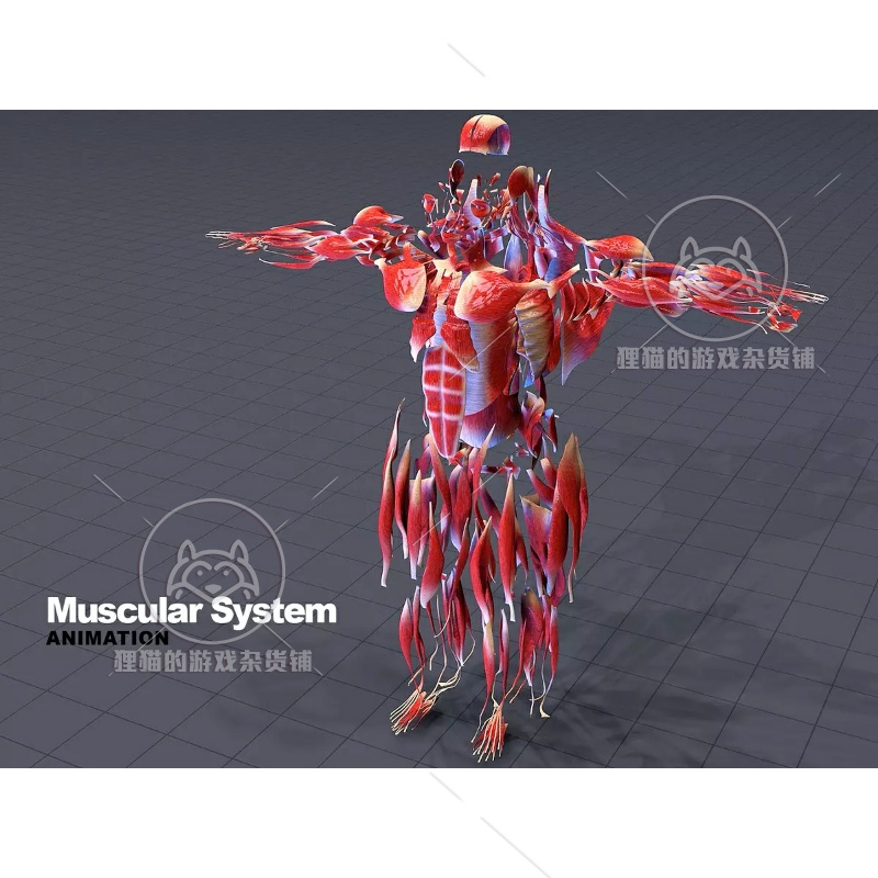 Unity Human Body Anatomy Skeleton Muscle Skin 人物骨骼 1.0 - 图0