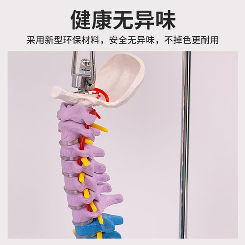 45CM彩色人体脊椎模型带骨盆股骨尾骨脊柱骨骼腰椎颈椎正骨模型 - 图0
