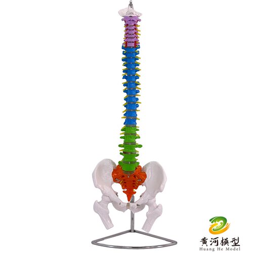 人体脊柱模型1:1成人医学正骨练习骨骼模型颈椎腰椎脊椎骨架模型 - 图3
