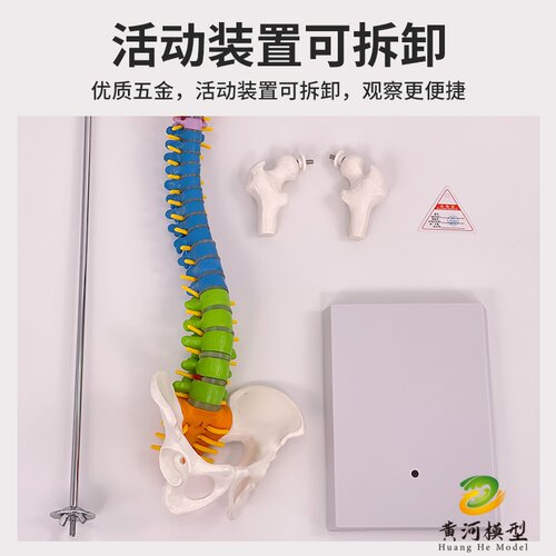 人体脊柱模型1:1成人医学正骨练习骨骼模型颈椎腰椎脊椎骨架模型 - 图2