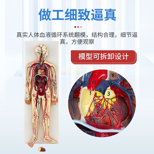 人体血液循环系统模型体肺循环心血管介入心脏解剖动静脉神经血管 - 图1