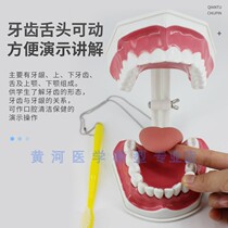 Dental Material Dental Consumables Oral Model Dental Teaching Model Denture Model Dental Teeth Model