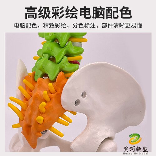 人体脊柱模型1:1成人医学正骨练习骨骼模型颈椎腰椎脊椎骨架模型 - 图0
