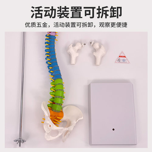 45CM彩色人体脊椎模型带骨盆股骨尾骨脊柱骨骼腰椎颈椎正骨模型 - 图2