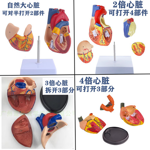 教学人体心脏解剖模型1：1可拆卸专业仿真超声教学内脏心内科教具 - 图0