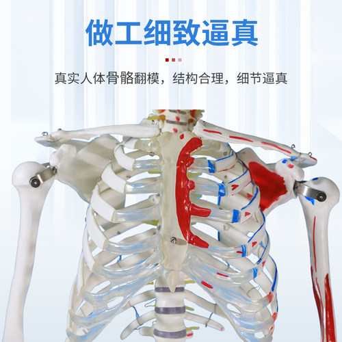 170CM医学全身人体骨骼模型骨盆瑜伽关节可拆卸解剖肌肉结构骨架 - 图1