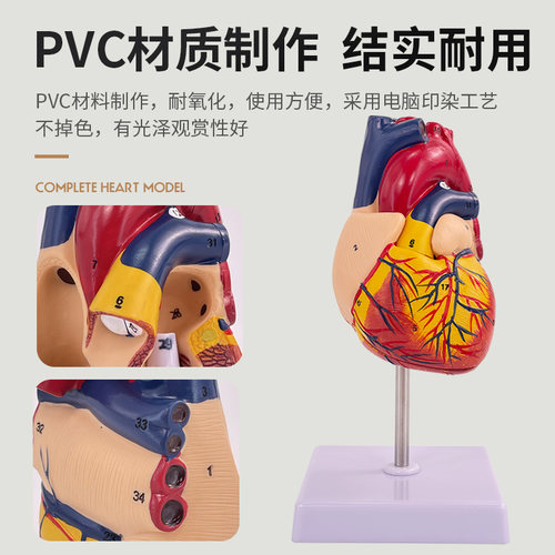 教学人体心脏解剖模型1：1可拆卸专业仿真超声教学内脏心内科教具 - 图1