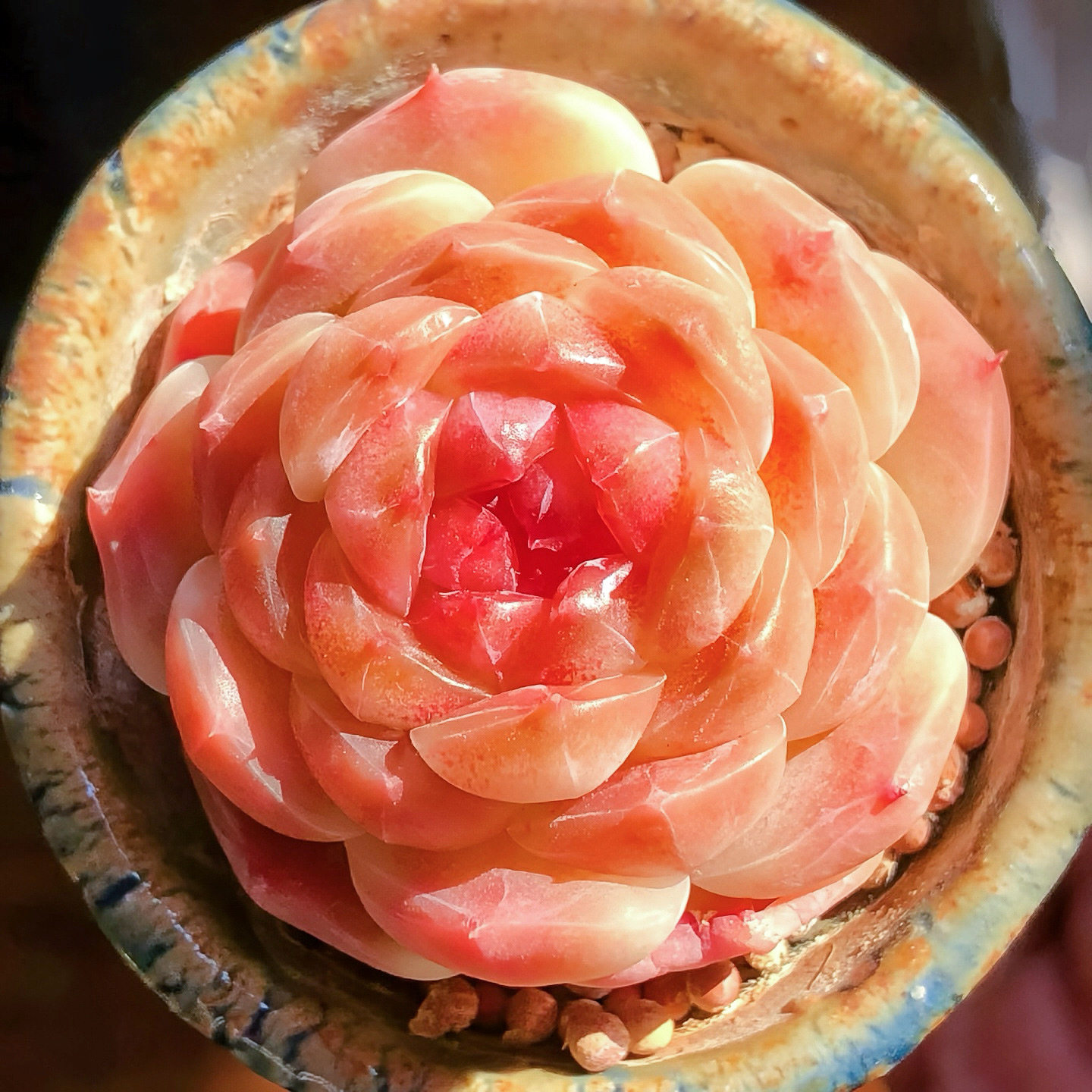 云南精品红琥珀糖心多肉植物一物一拍带盆栽好小萌肉暗纹向阳派,淘宝优惠券,粉丝福利购,淘宝优惠卷