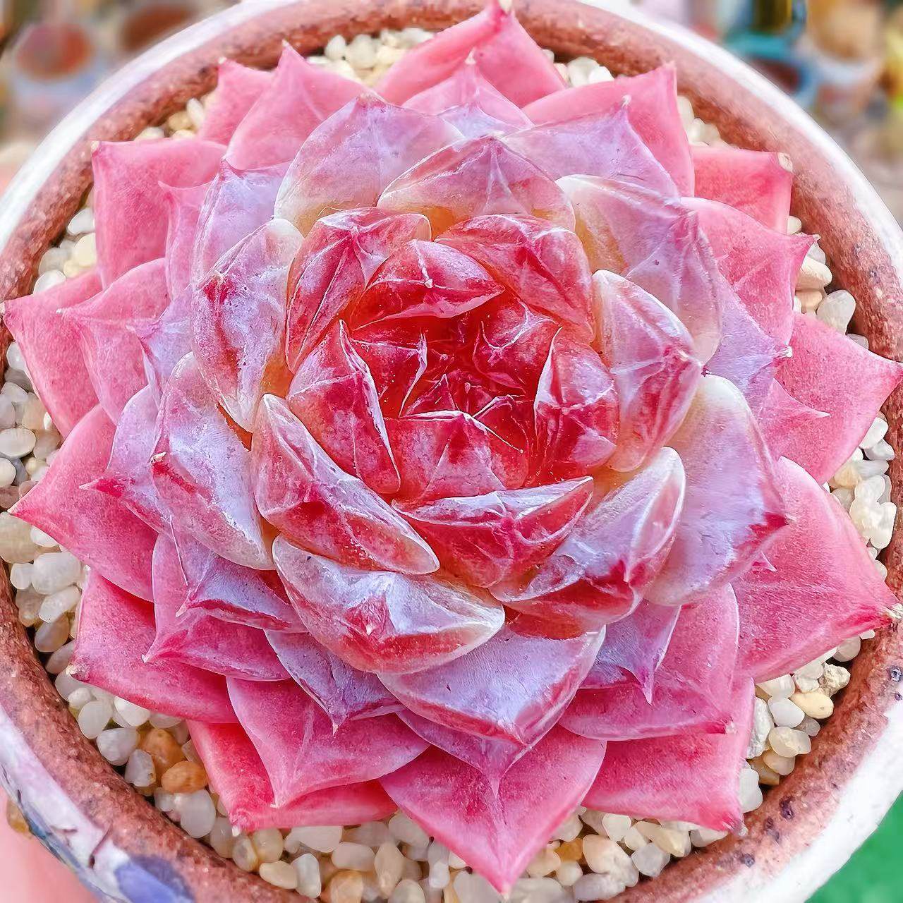 云南精品糖心冰魄多肉植物一物一拍肥嘟嘟萌肉状态带盆栽好向阳派,淘宝优惠券,粉丝福利购,淘宝优惠卷