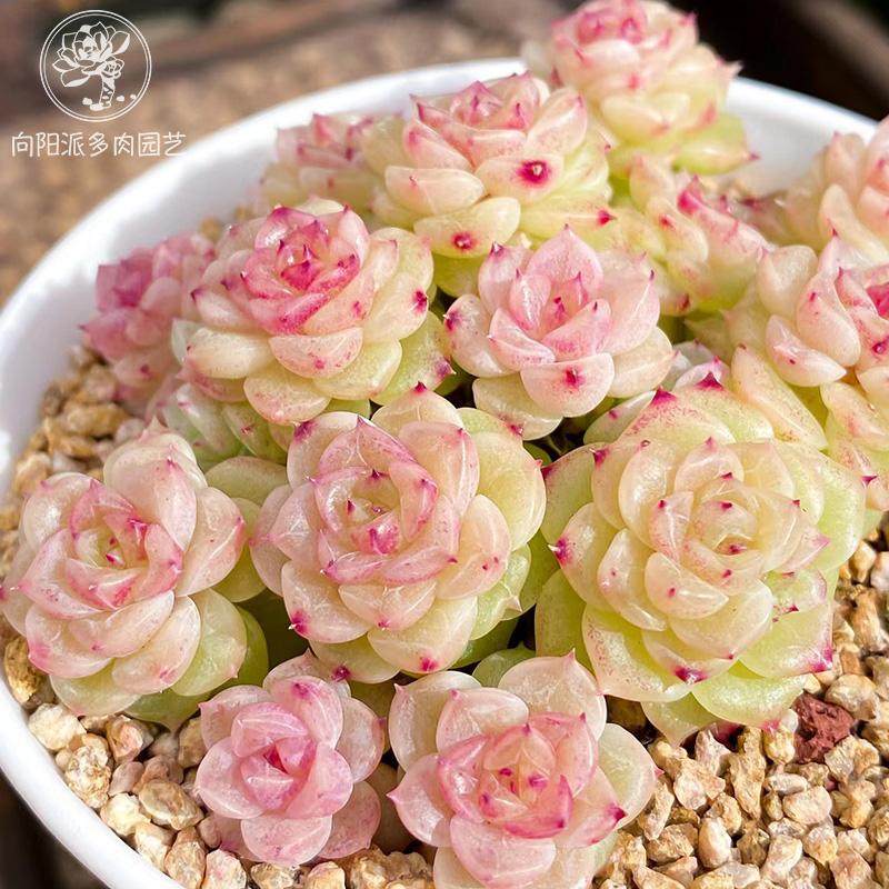 精品麦秆一物一拍油亮线边趴趴脸多肉植物小萌肉大群通透向阳派,淘宝优惠券,粉丝福利购,淘宝优惠卷