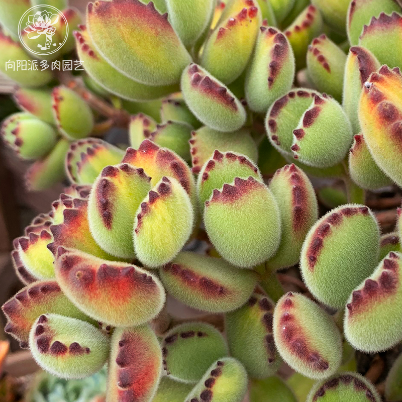 熊童子白熊黄熊绿熊熊爪掌一物一拍多肉植物老桩趣味向阳派,淘宝优惠券,粉丝福利购,淘宝优惠卷