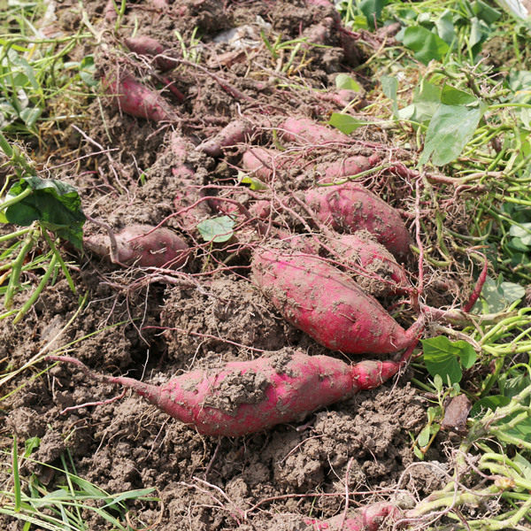 天目山小香薯5斤临安黄心小红薯 薯你棒番薯
