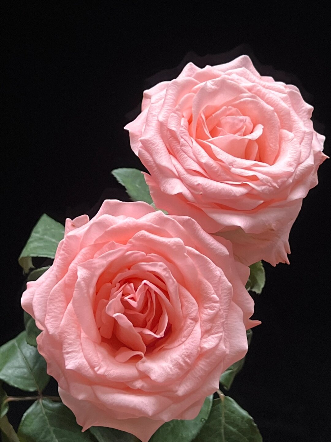 A级戴安娜玫瑰坦尼克玫瑰鲜切花搭配花束云南基地直发-图0