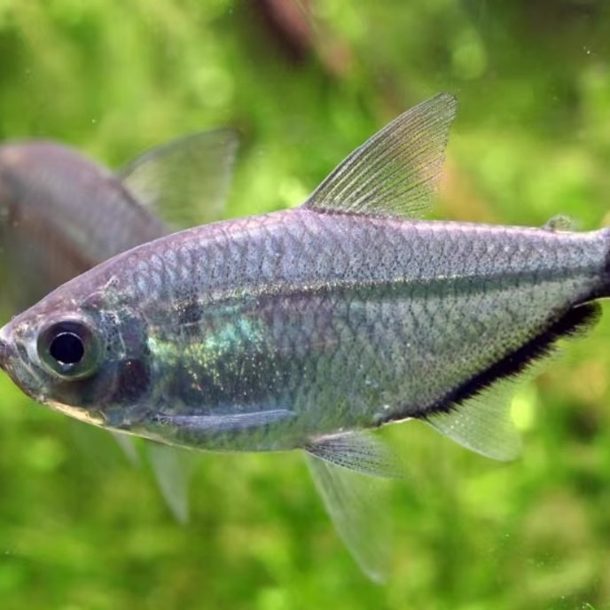 黑尾大勾鱼小型扯旗灯鱼草缸红绿灯鱼鱼群游观赏鱼淡水热带鱼活体 - 图1