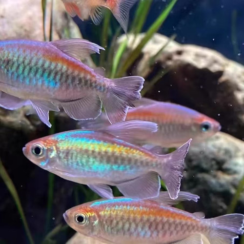 刚果美人鱼群游热带观赏鱼草缸石美人游鱼电光热带鱼淡水小型 - 图2