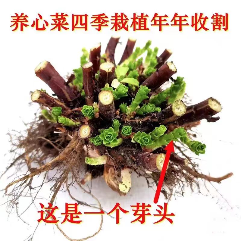 养心菜根苗高钙救心菜可食用植物盆栽阳台绿植好养活四季常青水培 - 图0