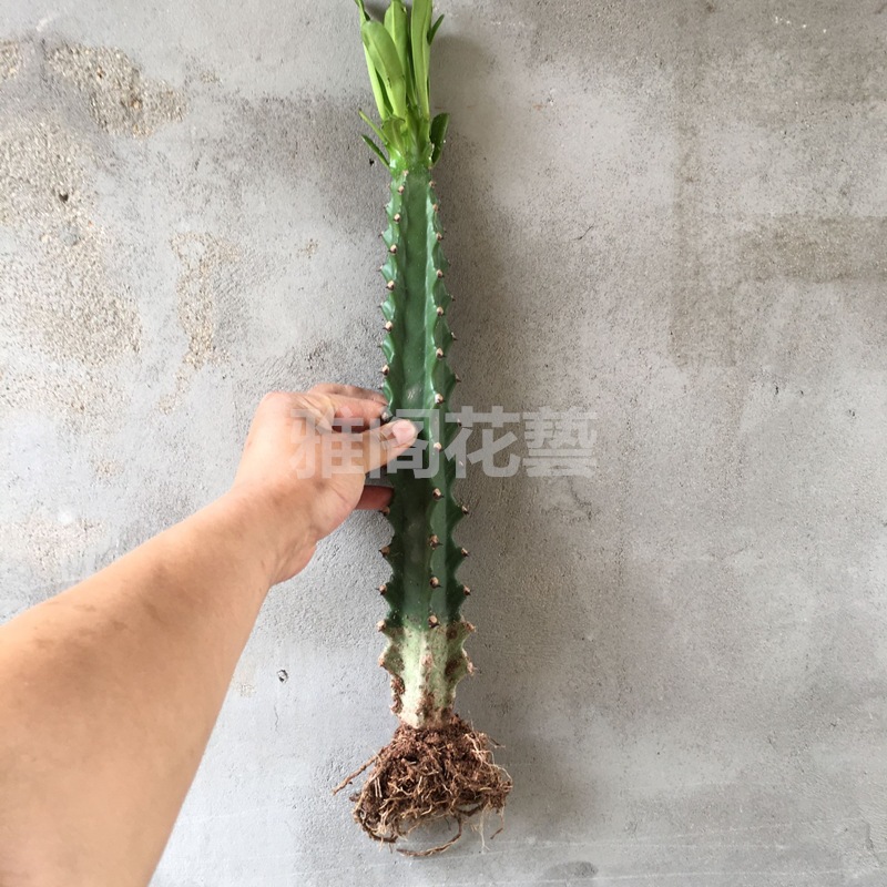 霸王鞭植物 仙人柱量天尺刺金刚杵稀有仙人掌类大型植物龙骨盆栽