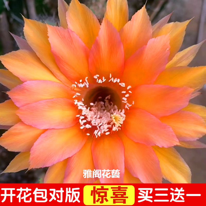 令箭荷花苗带根不带花苞嫁接枝条蟹爪兰昙花盆栽绿植室内花卉包邮