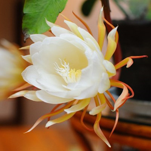 昙花盆栽 多肉植物 室内花卉绿植 孔雀兰琼花苗不带花苞月下美人 - 图1