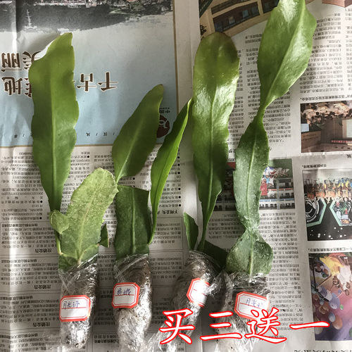 昙花盆栽 多肉植物 室内花卉绿植 孔雀兰琼花苗不带花苞月下美人 - 图0