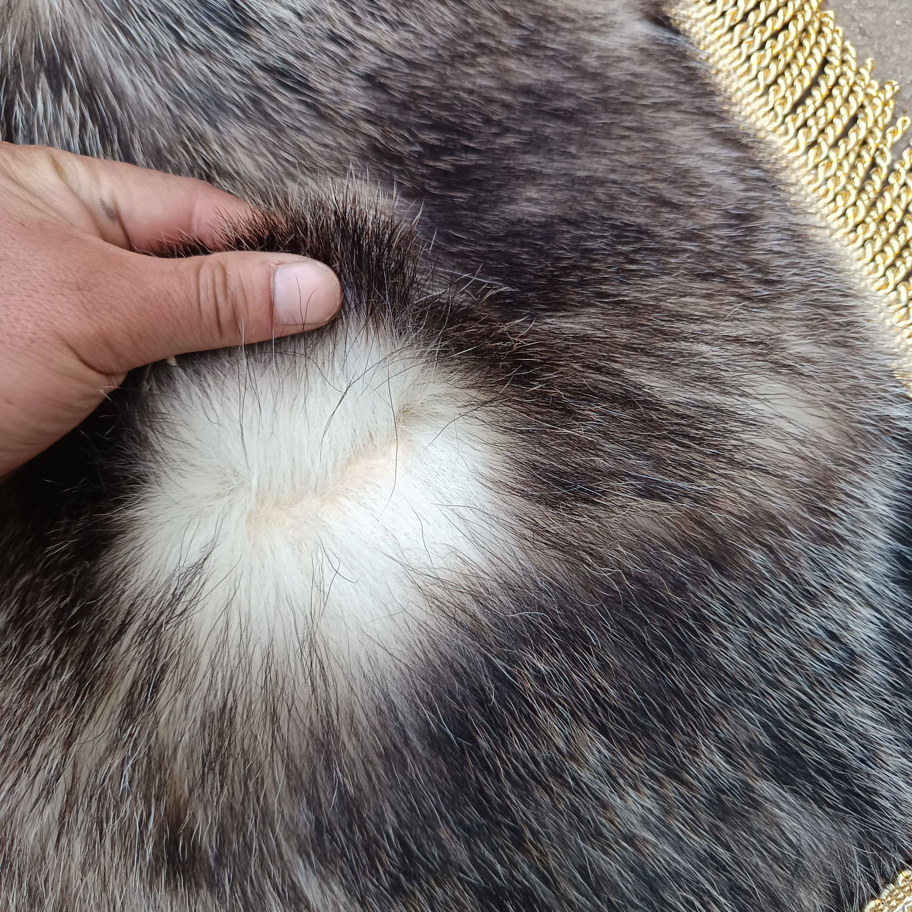 獾皮汽车坐垫整张真皮原皮沙发垫痔疮座垫车垫透气四季通用獾子皮