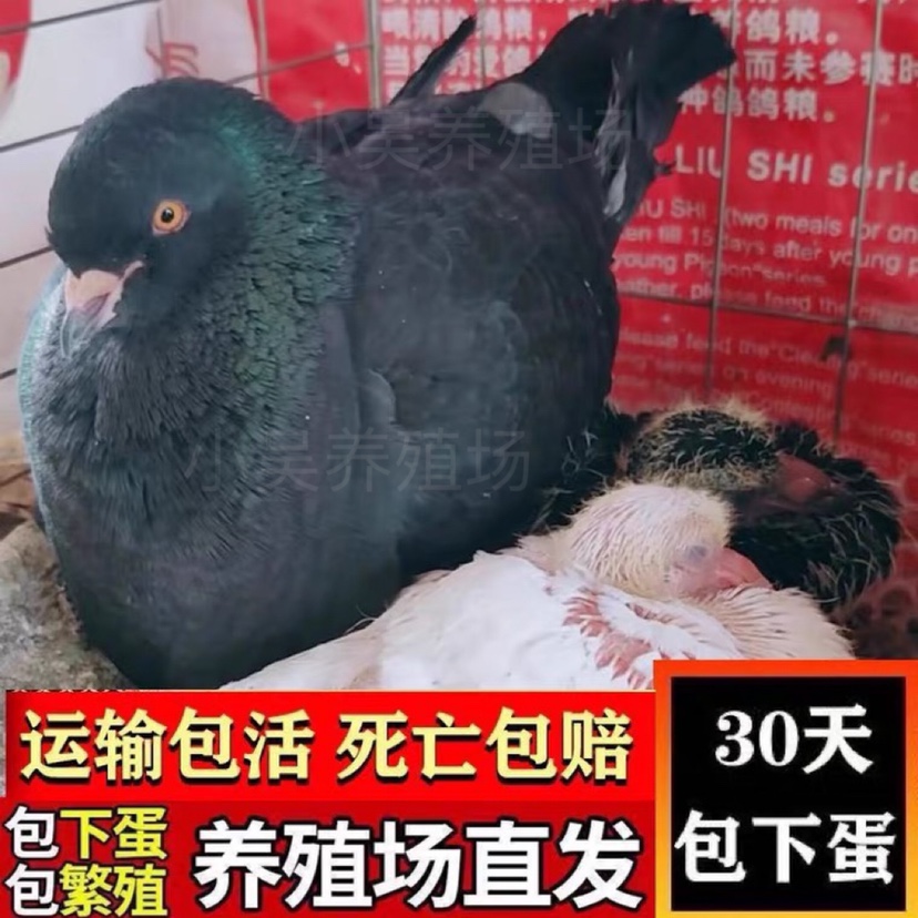 纯种元宝鸽大体鸽子巨型肉鸽特大活物一对元宝种鸽活体包下蛋包活-图1