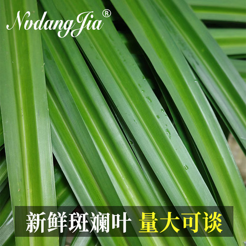 海南斑斓叶新鲜食用香兰叶千层蛋糕原料摆盘装饰烘焙奶茶班兰叶子_虎窝淘