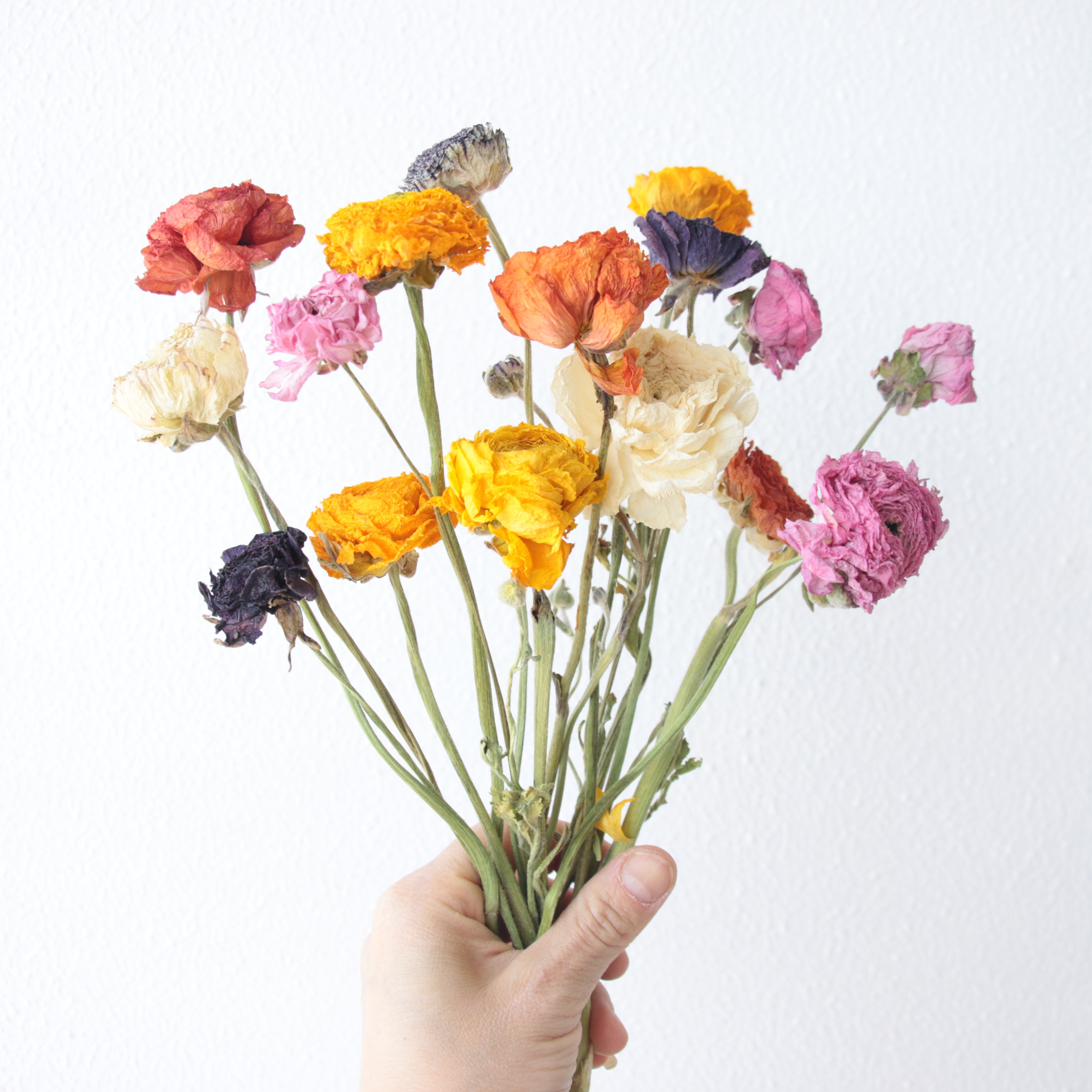 今年新货天然干燥洋牡丹真花自然风干花束家居装饰桌面摆件+花瓶,淘宝优惠券,粉丝福利购,淘宝优惠卷