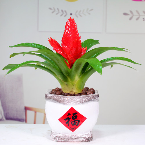 招财手红玉扇鸿运当头盆栽绿植花卉植物室内花客厅好养易活桌面 - 图0