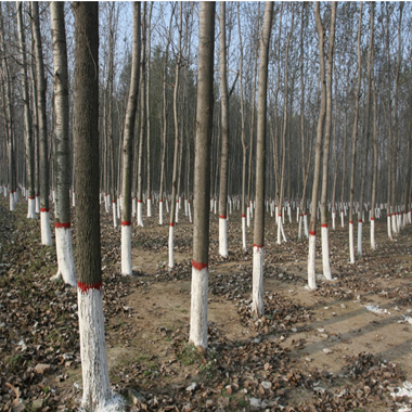 树木树干涂白剂果树树杆涂白防冻防病害防寒杀菌园林苗木刷白送刷,淘宝优惠券,粉丝福利购,淘宝优惠卷