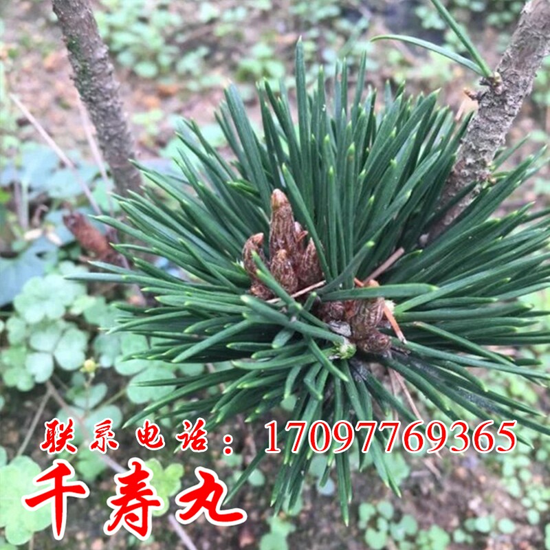 图5