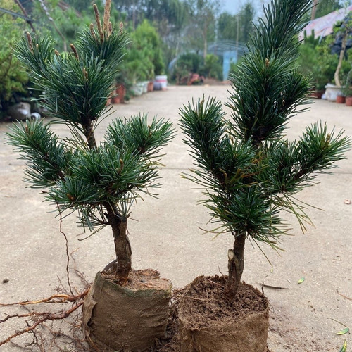 五针松短针五针松原杯原土五针松盆栽黑松嫁接的五针松小苗四季 - 图1
